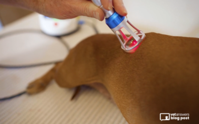 Veterinary Laser Therapy: Is It Really Scientific?